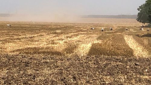 Preţul mediu al unui hectar de teren arabil în România, în anul 2022, a fost de aproape 40 de mii de lei / Prețul cel mai mare din Europa este în Malta: 233.230 euro