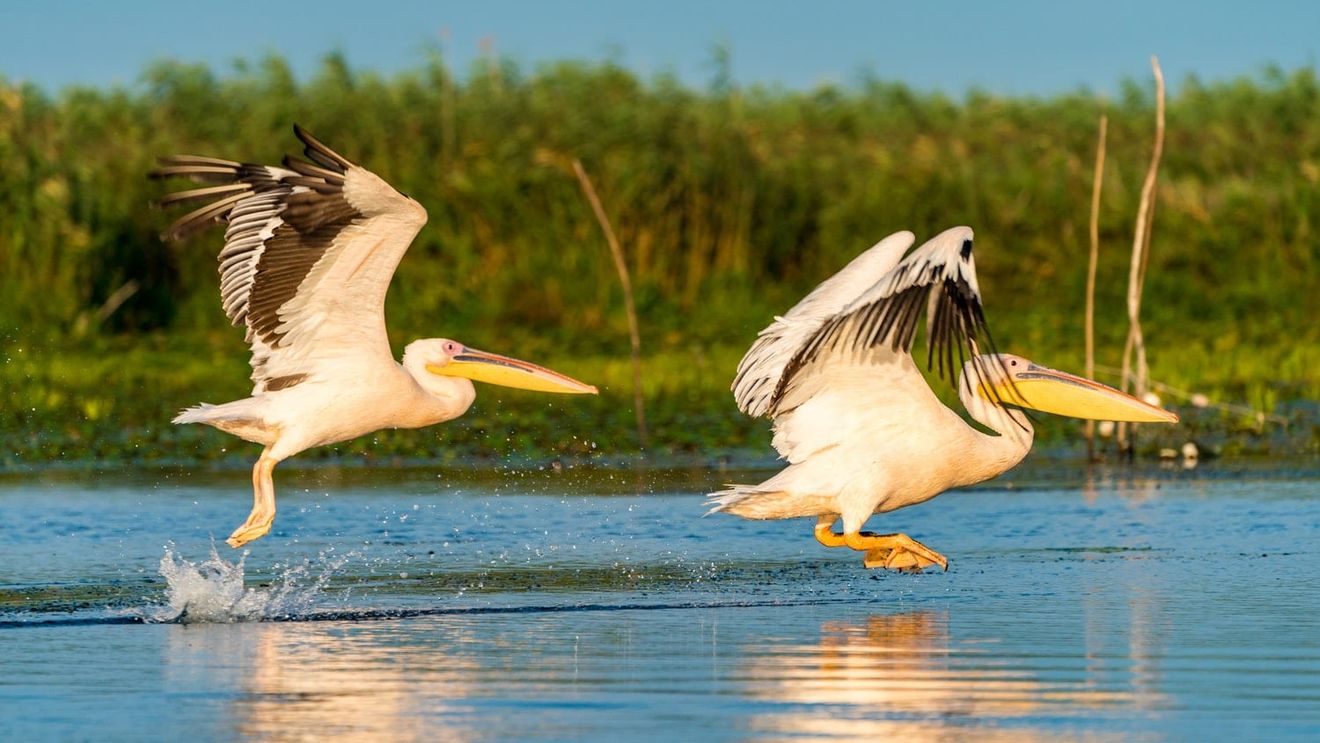 Delta Dunării: Un pelican încurcat într-o plasă pescărească, salvat de un ghid de turism