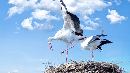 VIDEO Incendiu la un cuib de berze, în judeţul Alba