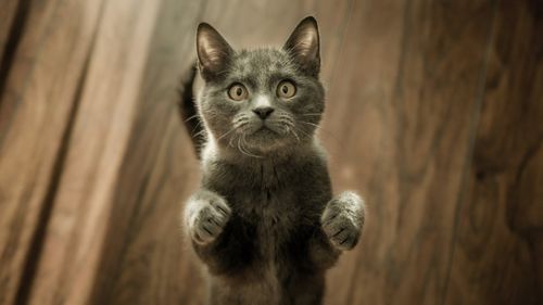 Azi sărbătorim pisicile: Primele festivități ale Zilei internaționale a Pisicii au fost organizate la 8 august 2002 de Fondul Internațional pentru Bunăstarea Animalelor