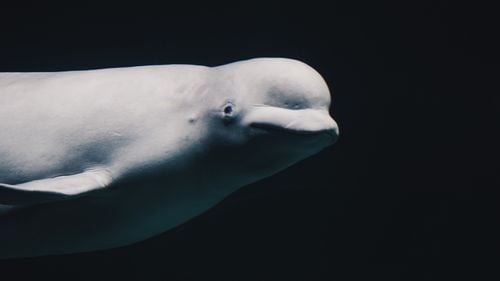 UPDATE Balena beluga scoasă din fluviul Sena a suferit o insuficiență respiratorie în timp ce era transportată spre mare și a fost eutanasiată de către veterinari