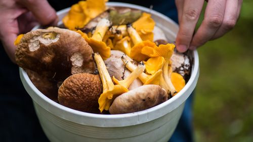 Beneficiile și riscurile procurării hranei direct din natură