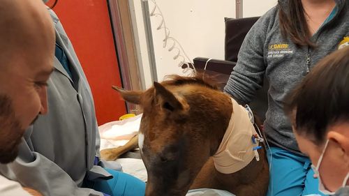 Povestea primului cal din lume care a putut să alerge după ce și-a rupt coloana vertebrală / Un mânz de 5 săptămâni a fost operat pe coloană în California / ”Ar fi trebuit să fie moartă. Acum primește zilnic vizite de la copii, familii, bătrâni, vedete de muzică și de film”