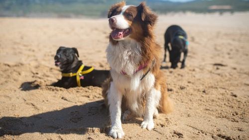 Unde ai voie cu animalele de companie la mare, în România. De ce unele plaje nu acceptă câini și pisici / Regulile pe care trebuie să le respecți pentru o vacanță fără probleme