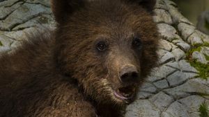 Încă un urs a fost împușcat în Brașov, după cel eutanasiat miercuri / Vineri dimineața, un alt urs a fost semnalat în aceeași zonă