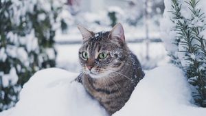 Nu-ți mai lăsa pisica afară până nu știi asta. Medicul veterinar dezvăluie când devine periculos pentru felină: „Risc ridicat de degerături și hipotermie” (VIDEO)