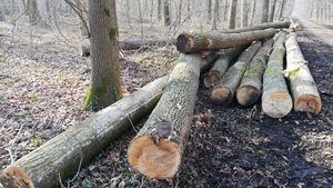 Publicație germană: Tăierile ilegale și corupția amenință ultimele păduri virgine din Europa / România are o comoară naturală