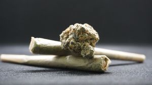SURSE Șoferul microbuzului în care au murit 7 persoane ar fi consumat droguri / Marijuana, energizante și vodcă, găsite în microbuzul cu 10 pasageri greci care mergeau în Franța