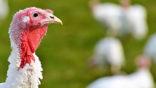 Supermarketurile din Marea Britanie aduc curcani din Europa / Gripa aviară a afectat grav fermele britanice