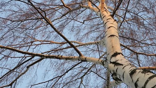 Primăria unei comune din Covasna face apel la oameni să nu mai extragă sevă dintr-o rezervație naturală de mesteceni / Garda de Mediu: „E caz penal” 