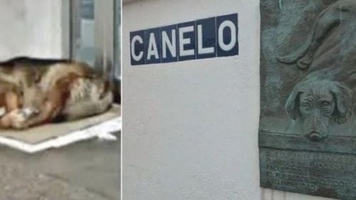VIDEO | Povestea lui Canelo, câinele care a așteptat 12 ani în fața spitalului, fără să știe că stăpânul său murise. „Hachiko al Spaniei” a inspirat un film de animație