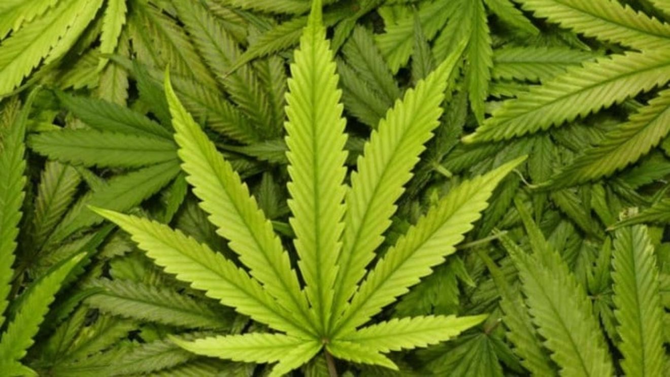Consumul de droguri ușoare: Legalize or prosecute it?