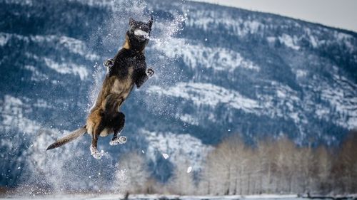 Un francez a fost condamnat la 6 luni de închisoare cu executare pentru că a ucis un câine