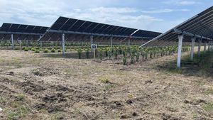 A fost inaugurată cea mai mare fermă agrovoltaică din Italia / Panourile fotovoltaice sunt amplasate la înălţime deasupra solului pentru a permite cultivarea în câmpurile de sub ele