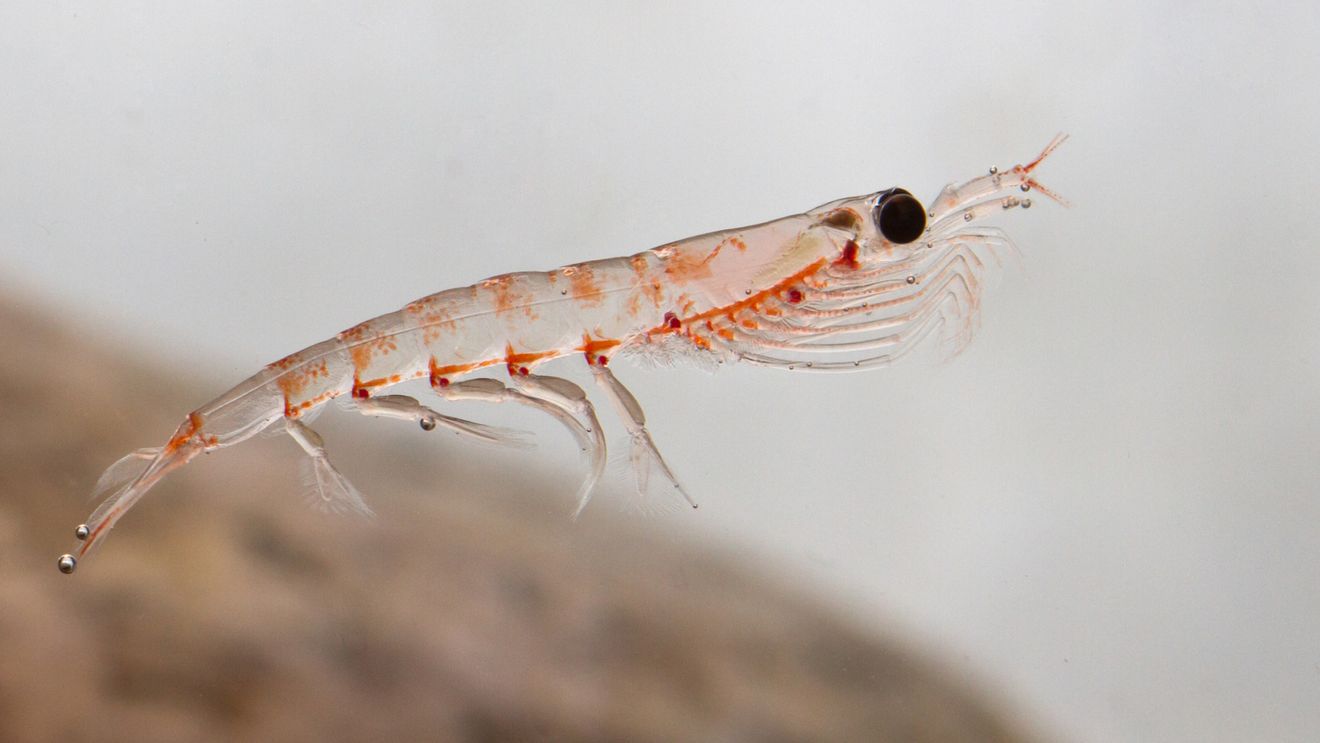 Krillul antarctic, un animal marin de dimensiuni mici care joacă un rol important în lanţul trofic din oceane şi în ciclul carbonului, respinge hrana contaminată cu microplastice, conform unui studiu australian