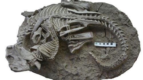 FOTO Descoperire „unică în viață”: O fosilă dezvăluie un mamifer de mărimea unei pisici și un dinozaur de trei ori mai mare prinși într-o luptă mortală