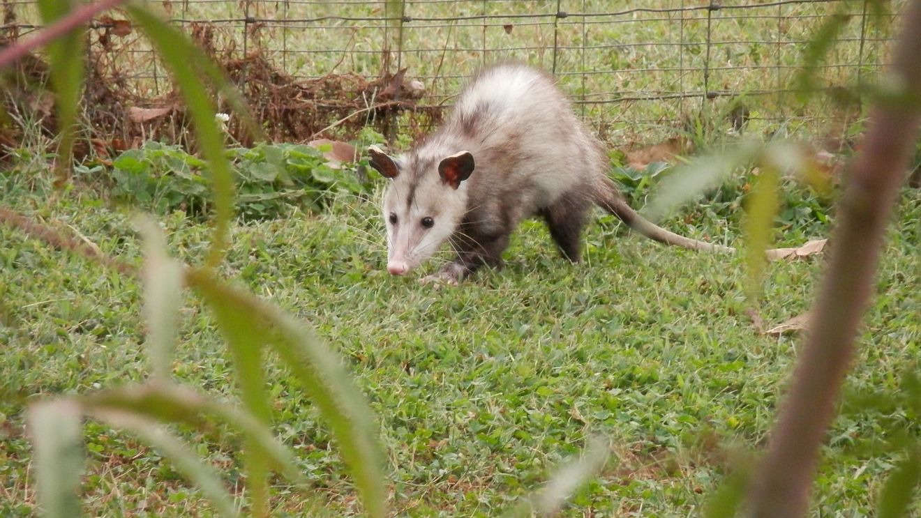 „Cake Bandit”: Un oposum a fost spitalizat după ce a mâncat un tort întreg