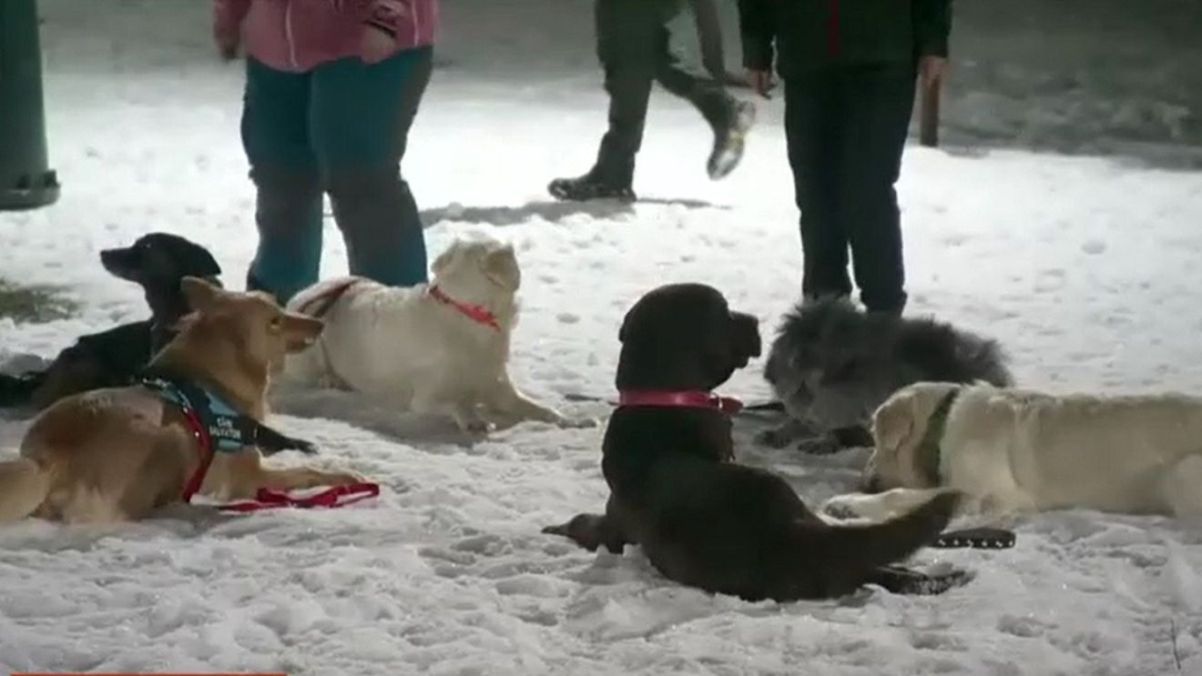 Emoționanta poveste a câinilor salvatori pe care România i-a trimis în Turcia. Unii au fost la rândul lor salvați din situații critice: „L-am găsit într-o cutie în fața unui service, a fost singurul supraviețuitor și am zis: hai să facem ceva pentru România”