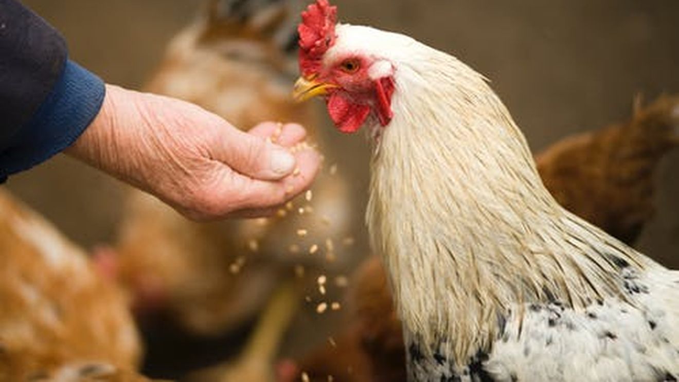 Rusia impune un embargo Republicii Moldova: sunt vizate produsele din carne de pasăre
