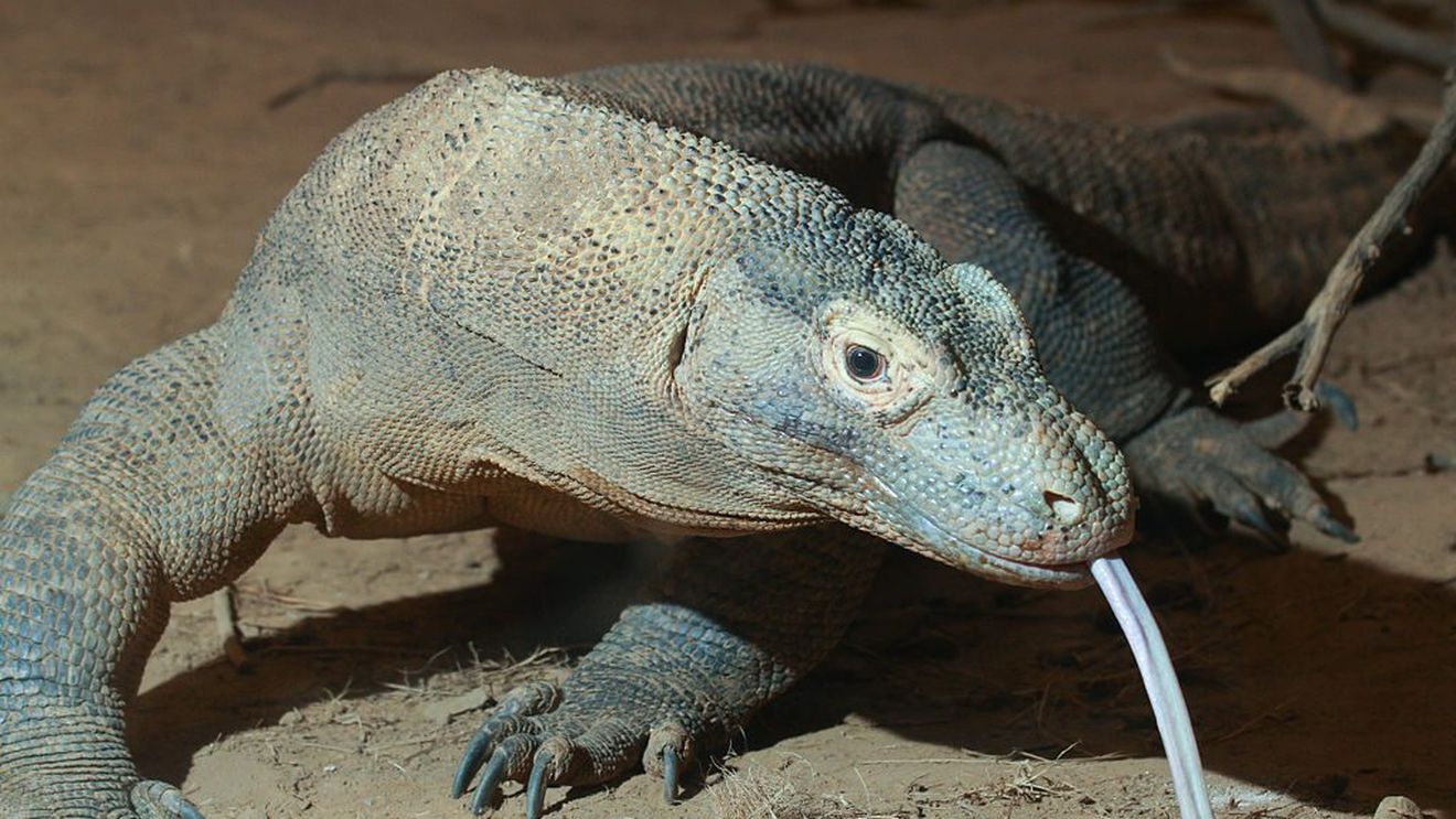 "Lista roşie" a naturii: Varanul uriaș de Komodo şi specii de rechin, în pericol de dispariție