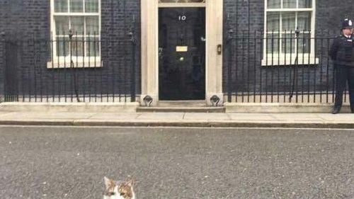 Larry, motanul din Downing Street Nr. 10, se pregăteşte pentru o nouă coabitare