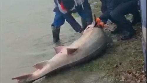 VIDEO Morun de 140 de kilograme eliberat în Dunăre, după ce polițiștii de frontieră au găsit peștele în căruța unor bărbați din Isaccea