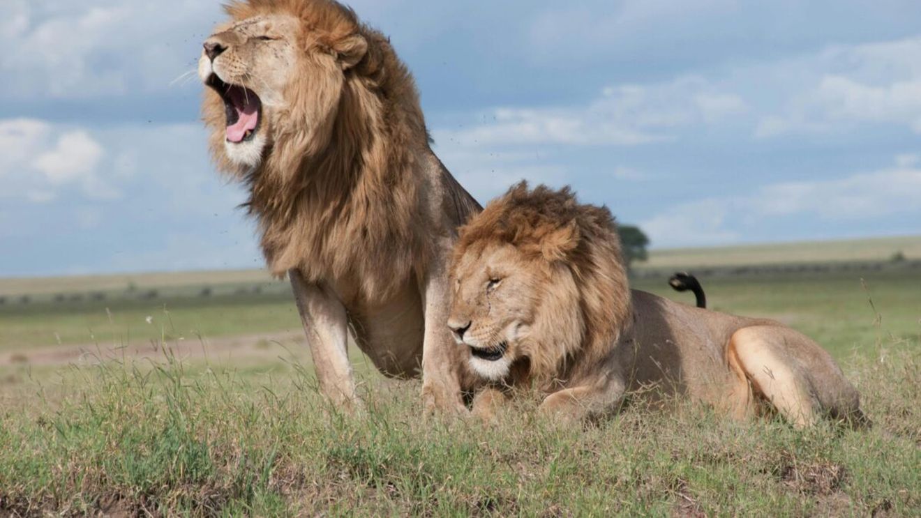 Africa de Sud vrea să oprească exploatarea leilor captivi, folosiți pentru vânătoare de trofee și în medicina tradițională