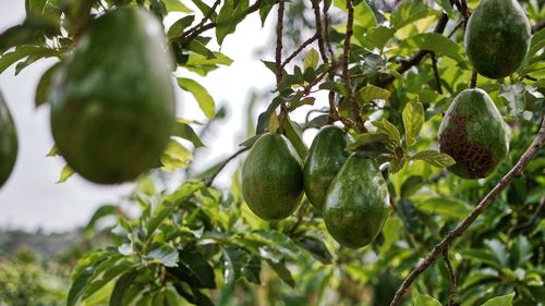 SUA au interzis importurile de avocado din Mexic, după ce un inspector american a fost amenințat/ Crima organizată a ajuns să controleze producția de avocado mexican