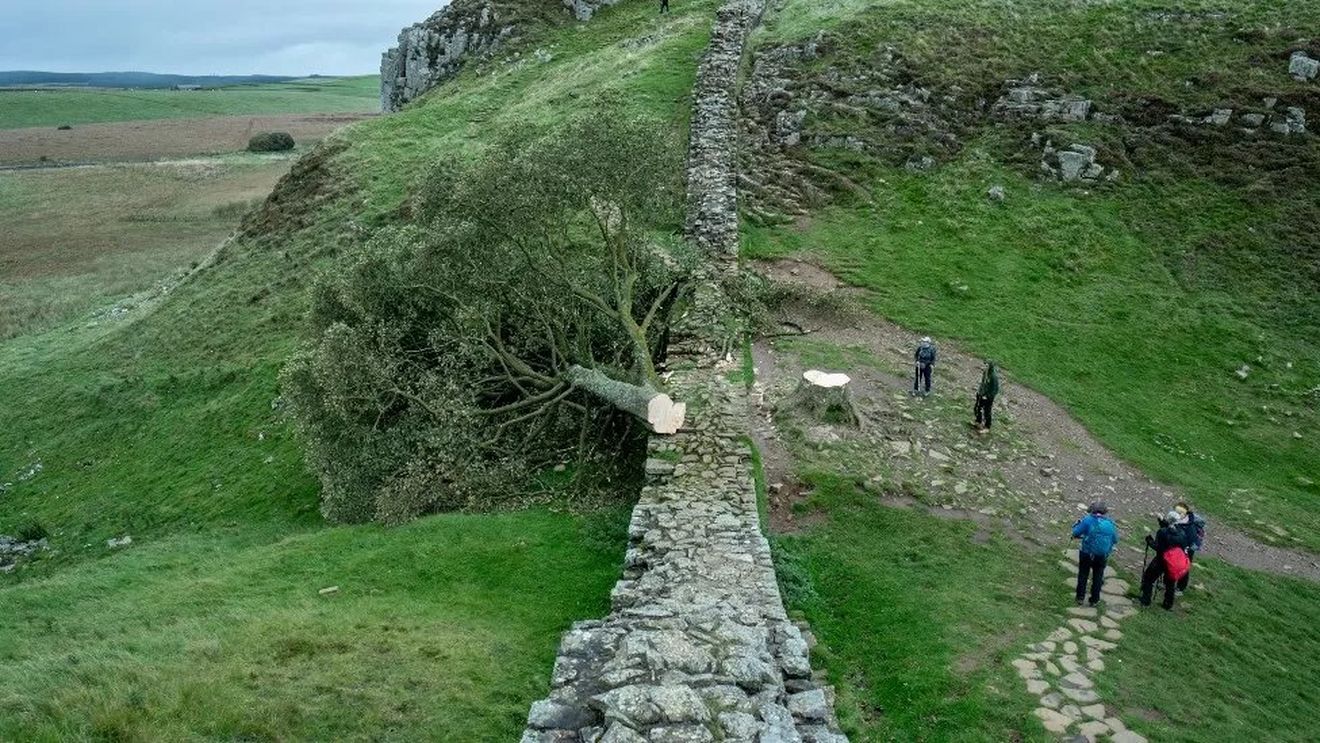 Un sexagenar arestat în Marea Britanie după doborârea unui copac legendar: un arţar cu o vechime de cel puţin două secole crescut într-un peisaj spectaculos lângă Zidul lui Hadrian