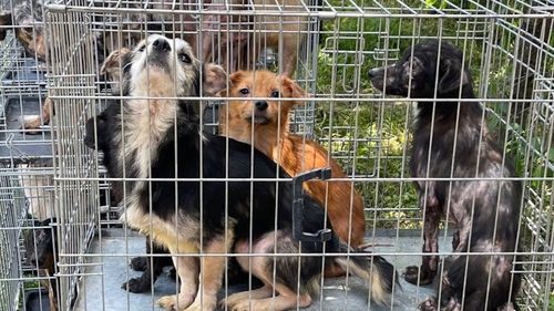 Zece câini nesterilizaţi şi nemicrocipaţi, găsiţi într-o gospodărie din Sectorul 4/ Animalele puteau ieşi pe stradă, prin gard / Val de sesizări la ASPA