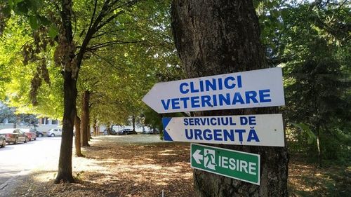 EXCLUSIV Peste 20 de cazuri de febră Q la Cluj, dar autoritățile nu au comunicat nimic public. Studenții la Medicină Veterinară au fost cei mai afectați de boala transmisă de animale