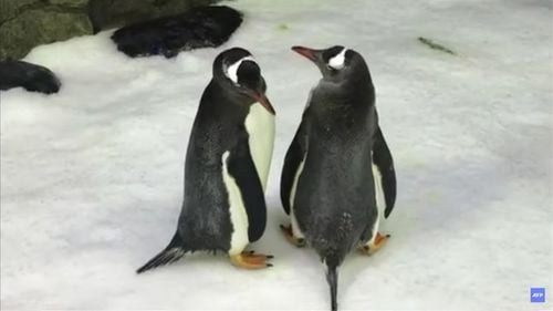 Sphen, una din jumătățile celebrului cuplu de pinguini gay, a murit în Australia / Adoptase împreună cu Magic un ou abandonat
