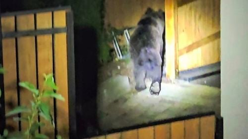 Un urs a intrat în curtea preşedintelui CJ Harghita / ”Nu este acceptabil! România este corigentă‚ la rezolvarea conflictelor dintre urşi şi om”