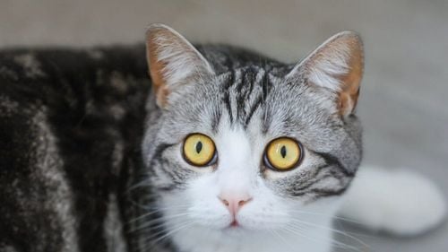 Infractori ruşi au folosit o pisică pentru a introduce droguri într-o închisoare