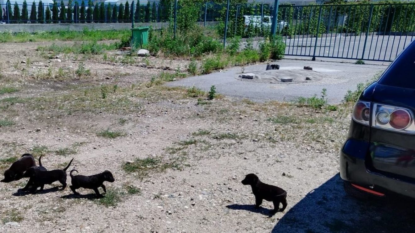 O femeie din Râmnicu Vâlcea, amendată cu 3.000 de lei pentru că a abandonat 5 cățeluși