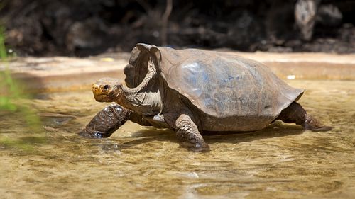 „Aproape imposibil”: O țestoasă pe cale de dispariție devine mamă pentru prima dată la aproximativ 100 de ani