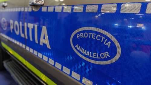 Copil de un an şi 8 luni, găsit mort într-un iaz din curtea comună a unei creșe şi a unui restaurant din Timișoara / Polițiștii au deschis dosar penal pentru ucidere din culpă