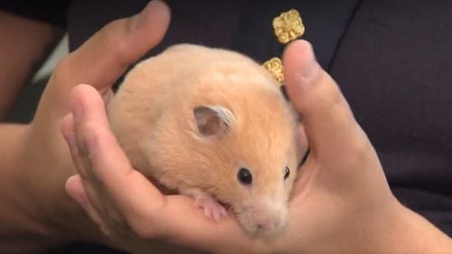 “Primul hamster polițist”: După ce a fost abandonat de stăpânii săi, Vilkur a început să lucreze cu poliția din Estonia / “Îi place să fie implicat”