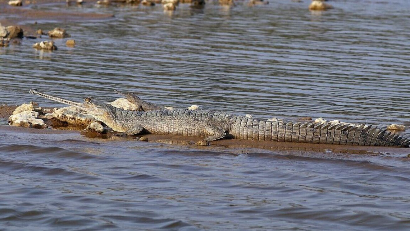 O specie preistorică de crocodil a trăit în România în urmă cu 34-48 milioane de ani, potrivit cercetătorilor de la UBB Cluj
