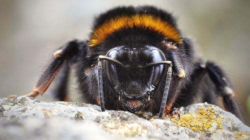 O femeie din Vâlcea a murit după ce a fost înțepată de un bondar