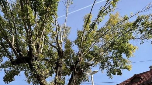 Sectorul 2: Primarul Radu Mihaiu anunță că a pus în funcţiune tomograful pentru copaci