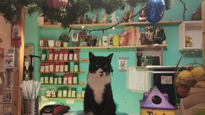 EXCLUSIV | Miau Cafe, evacuată și dată în judecată. Adevărul despre conflictul cu proprietarul și planurile disperate pentru salvarea pisicilor: „Ne-a zis să plecăm acum, este foarte greu pentru noi” (FOTO + VIDEO)