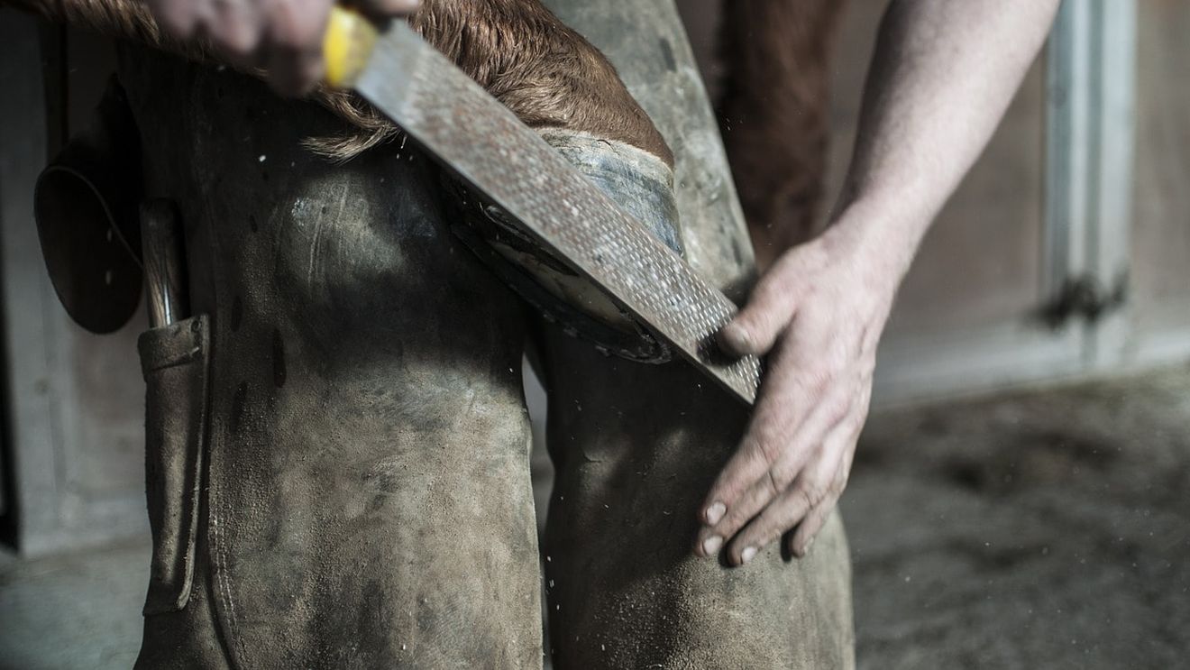 Potcovirea cailor, curs de facultate. Universitatea de Medicină Veterinară Cluj formează studenți specialiști în potcovărie