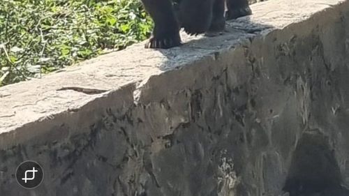 VIDEO În plin sezon turistic, zeci de urși se plimbă pe marginea șoselei, pe Transfăgărășan, printre mașini, motocicliști, bicicliști și pietoni care fac drumeții / Ce face Ministerul Mediului pentru a preveni o nouă tragedie, posibilă oricând?