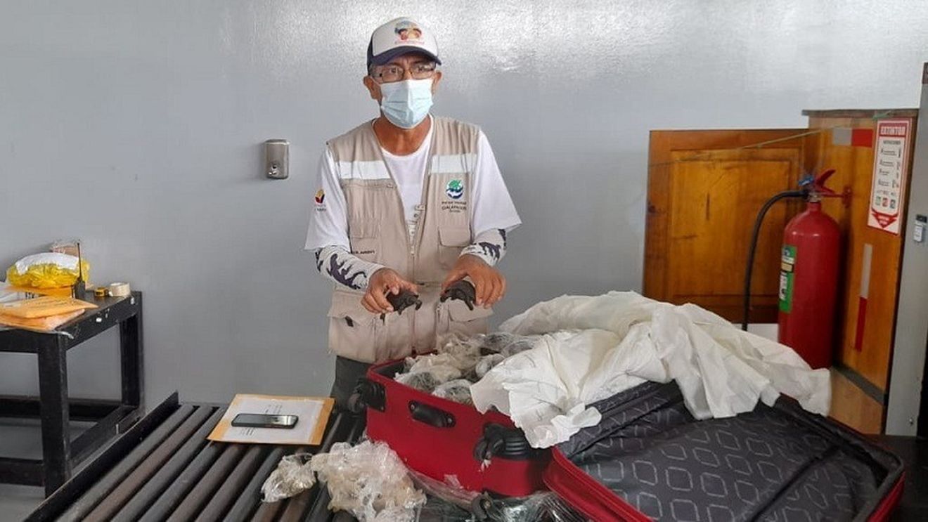 O valiză cu 185 de țestoase, descoperită pe aeroportul din Galapagos