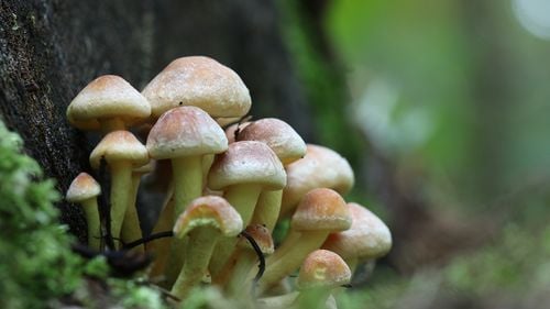 O echipă de cercetători a creat un robot biohibrid controlat de o ciupercă, care îmbină organismele vii și cele sintetice