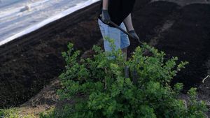 FOTO Un tânăr din Anina vinde legume crescute la 800 de metri altitudine, pe un deal terasat: ”Am cărat cu targa zeci de tone de compost” / ”Salata noastră este fabrica de bani (...) Vindem tot din prima zi, deoarece comenzile să iau online”