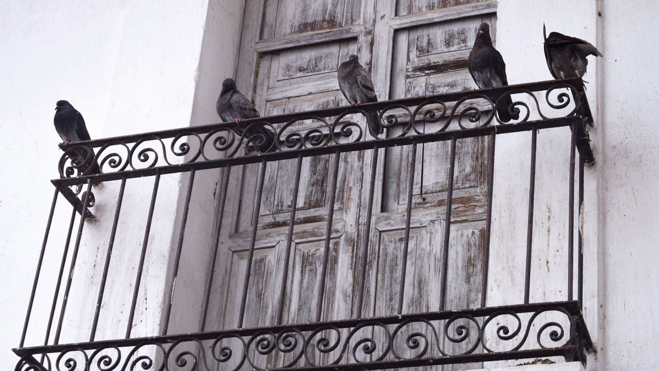 CIA a dezvăluit misiunile secrete cu porumbei-spioni din timpul Războiului Rece