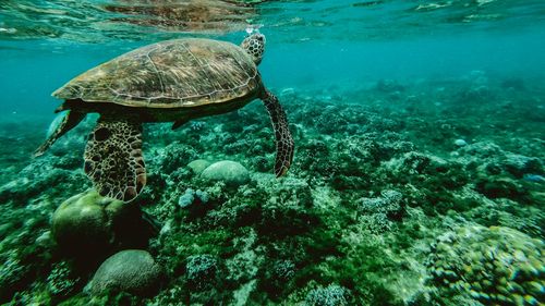 Alertă pe o insulă cu țestoase: Au apărut ”rocile” de plastic, un lucru terifiant pentru habitat, susțin specialiștii