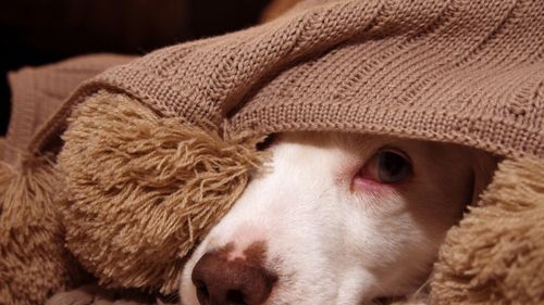 Cum îți spune câinele că e stresat: Gesturile care îi trădează anxietatea